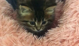 小猫短视频,小猫短视频里的欢乐时光